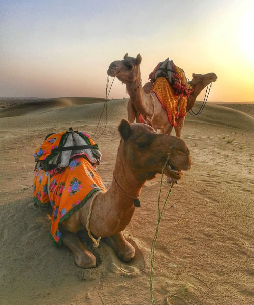 Camel Safari Jaisalmer