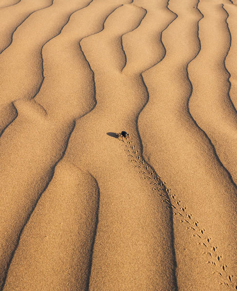 4 Days Jaisalmer Tour Package